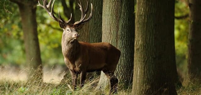 Répulsif de sifflet pour animaux de cerf voiture durable répulsif à  ultrasons